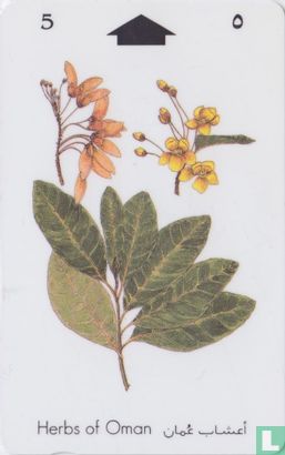 Acridocarpus orientalis - Afbeelding 1