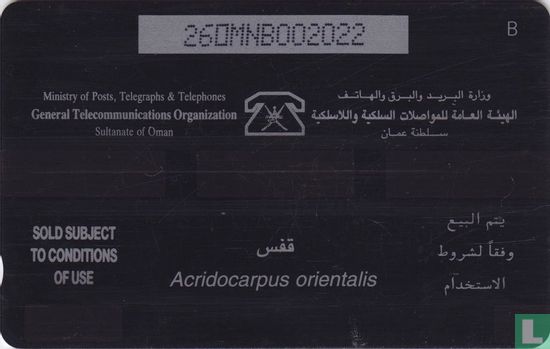 Acridocarpus orientalis - Image 2