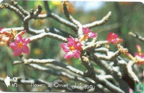 Desert Rose (Adenium Obesum) - Afbeelding 1