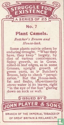 Plant Camels. - Bild 2