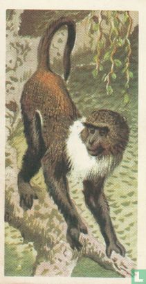Sykes's Monkey - Afbeelding 1