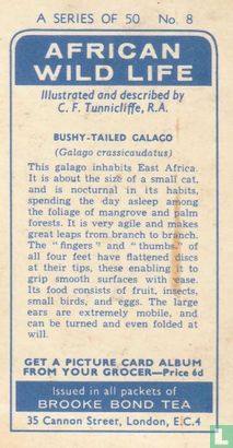 Bushy-tailed Galago - Afbeelding 2