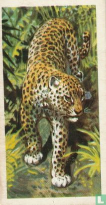 Leopard - Afbeelding 1