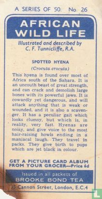 Spotted Hyena - Image 2
