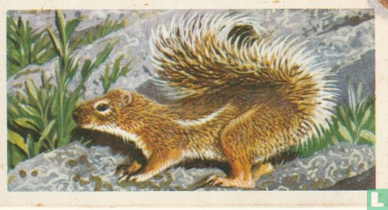 Ground Squirrel - Image 1