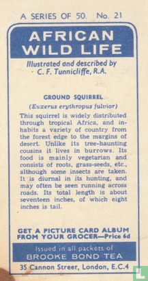 Ground Squirrel - Afbeelding 2