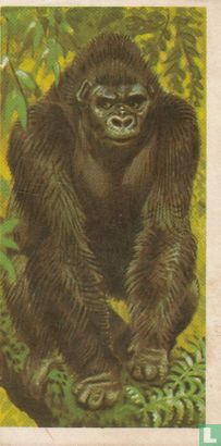 Gorilla - Afbeelding 1