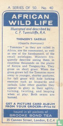 Thomson's Gazelle - Bild 2