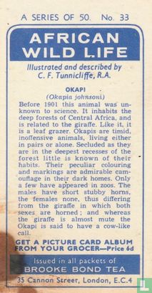 Okapi - Afbeelding 2