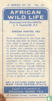 African Hunting Dog - Image 2