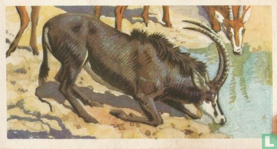 Sable Antelope - Image 1