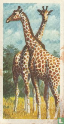 Giraffe - Image 1