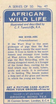 Red River-hog - Bild 2