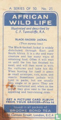 Black-backed Jackal - Bild 2