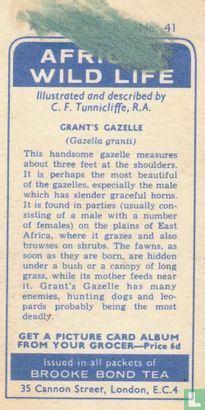 Grant's Gazelle - Bild 2