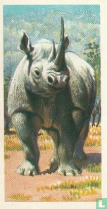 Black Rhinoceros - Afbeelding 1