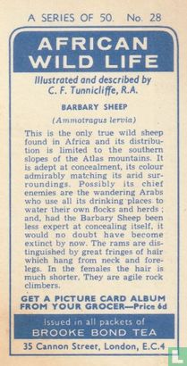Barbary Sheep - Afbeelding 2
