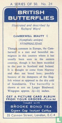 Camberwell Beauty - Image 2