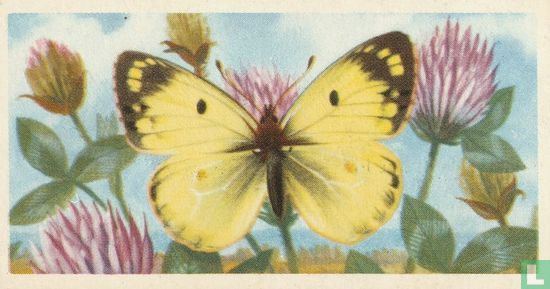 Pale Clouded Yellow - Image 1