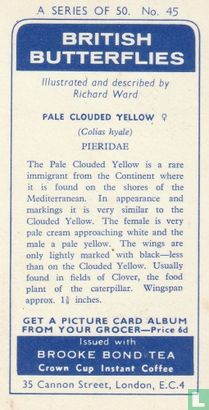Pale Clouded Yellow - Afbeelding 2