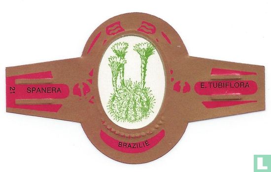 Brazil - E. Tubiflora - Image 1