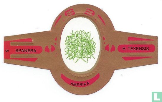 America - H. Texensis - Image 1