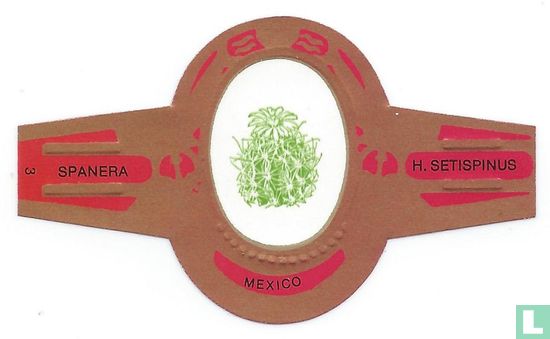 Mexiko - H. setispinus - Bild 1