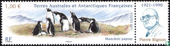 Gentoo Penguins - Pierre Bignon