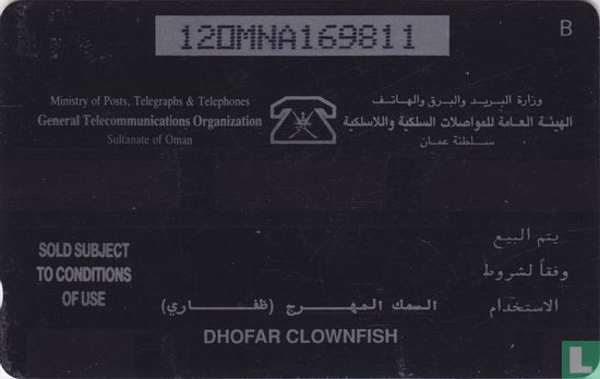 Dhofar Clownfish - Bild 2