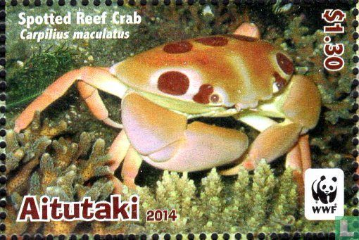 Spotted reef crab