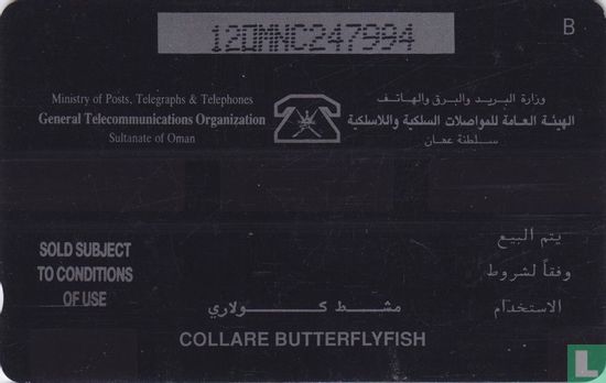 Collare Butterflyfish - Afbeelding 2
