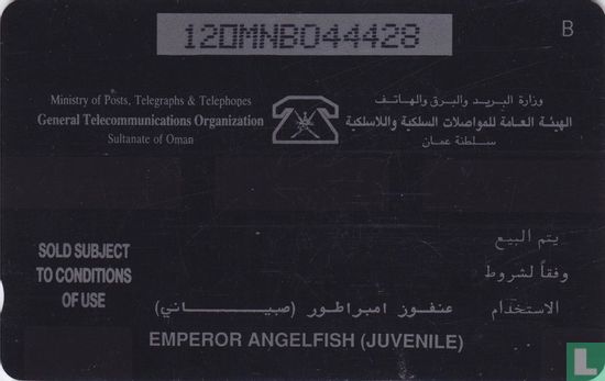 Emperor Angelfish (Juvenile) - Afbeelding 2