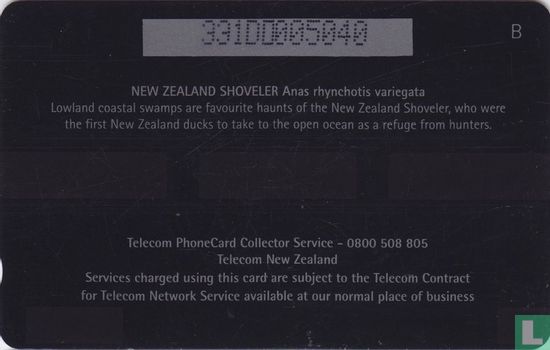 New Zealand Shoveler - Bild 2