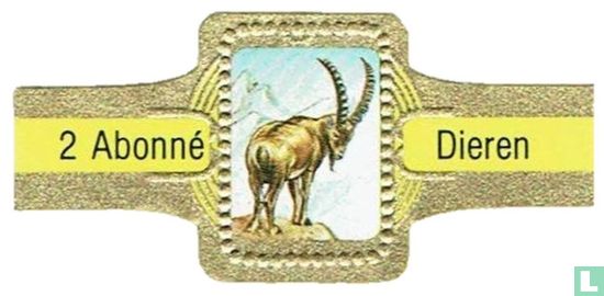 [Alpine ibex] - Image 1