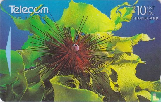 Diadema Sea Urchin and Kelk Seaweed - Afbeelding 1