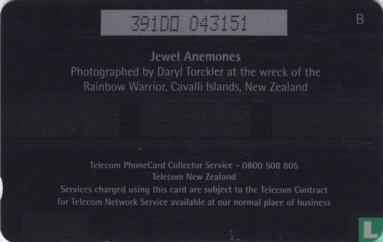 Jewel Anemones - Bild 2