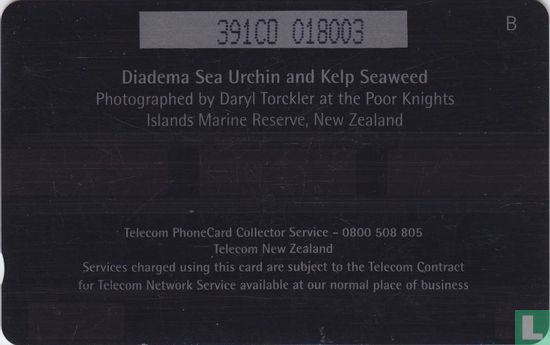 Diadema Sea Urchin and Kelk Seaweed - Afbeelding 2