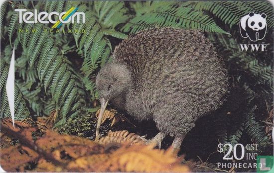 Little Spotted Kiwi - Bild 1
