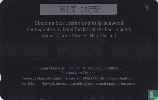 Diadema Sea Urchin and Kelk Seaweed - Bild 2