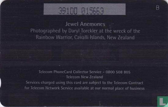 Jewel Anemones - Bild 2