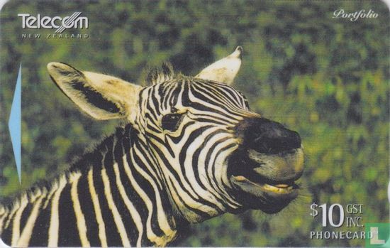 Young Zebra - Afbeelding 1