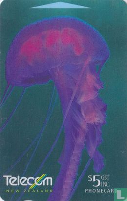 Cyanea Yellyfish - Image 1