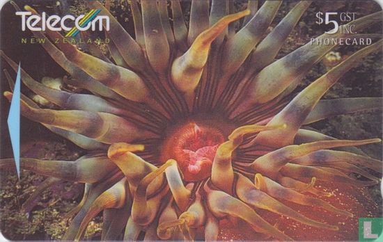 Red Sea Anemone - Image 1
