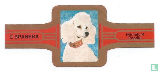 Miniature Poodle - Image 1