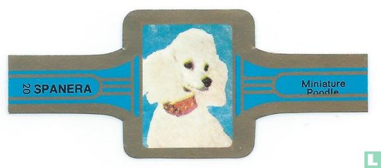 Miniature Poodle - Afbeelding 1