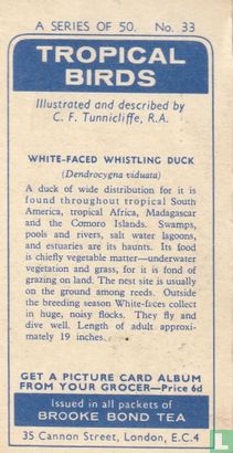 White-faced Whistling Duck - Bild 2