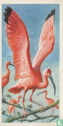 Scarlet Ibis - Afbeelding 1