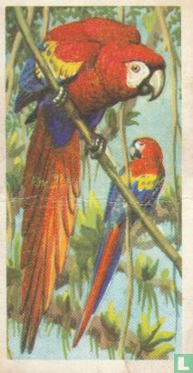 Scarlet Macaw - Afbeelding 1