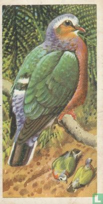 Ceylon Emerald Dove - Image 1