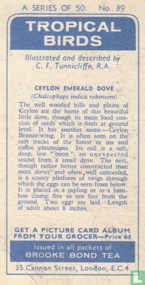 Ceylon Emerald Dove - Afbeelding 2